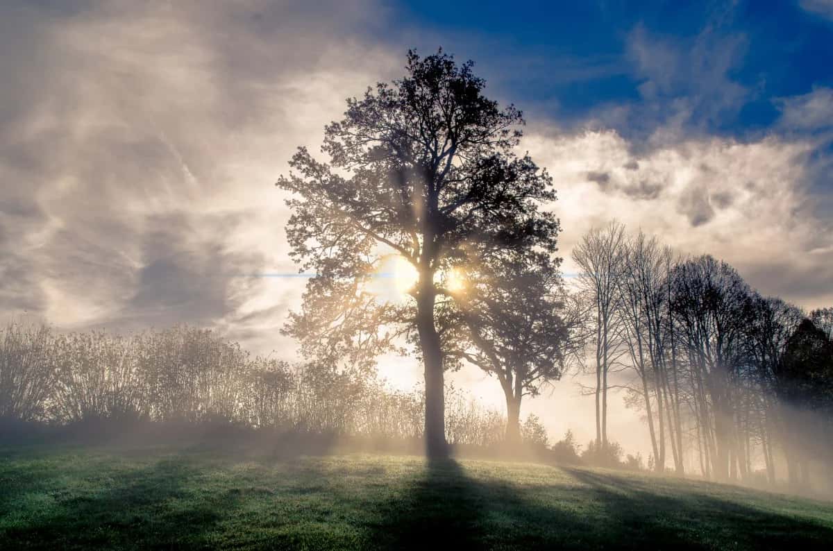 Beginner’s Guide To Decision Trees: Why Are They Crucial For Data Science Applications